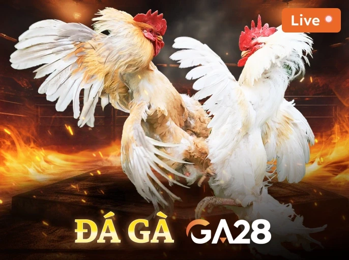 DU88 Đá Gà Livestream